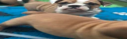 English Bulldog dogs for sale: Ready to leave this weekend  - Advert 3