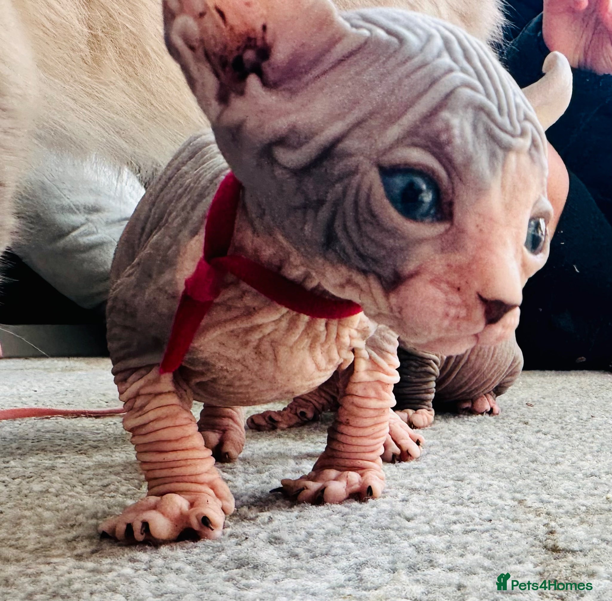 Sphynx cats Stunning lilac and blue sphynx  - Advert 13