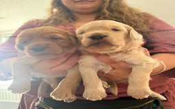 Mixed Breed dogs for sale: Multi generational goldendoodle puppies - Image 24