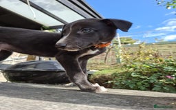 Greyhound dogs for sale: 💙READY TO GO💙 1 pup left - Irish Greyhound  - Image 21
