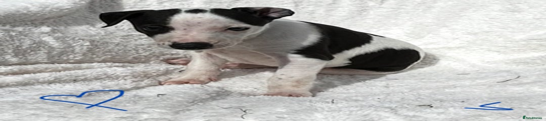 Whippet Puppy 2