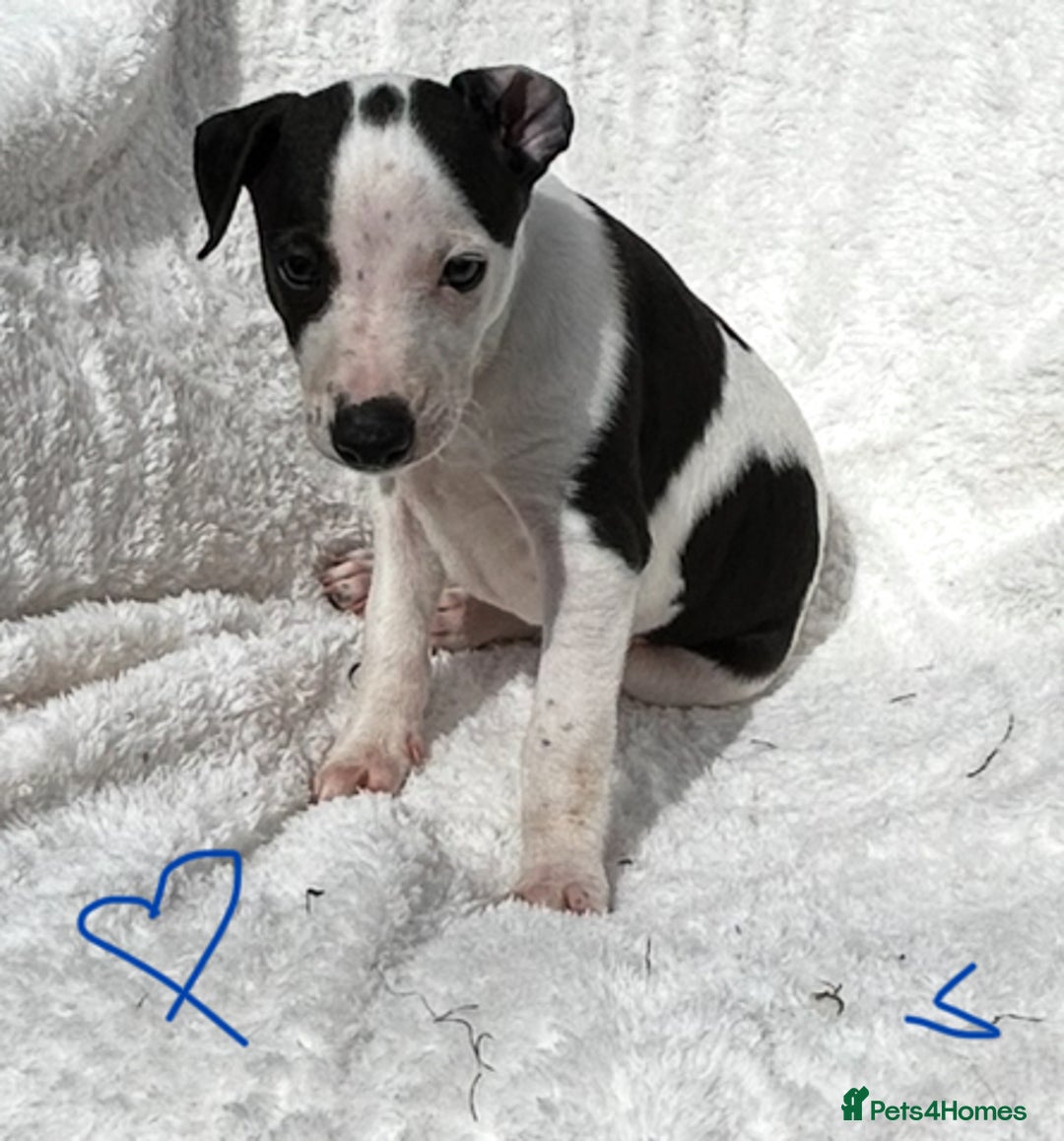 Whippet dogs for sale: KC whippet puppies  - Image 4