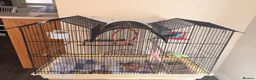 Lovebirds birds for sale: 2 lovebirds and a budgie looking for a loving home in Dewsbury - Advert 10