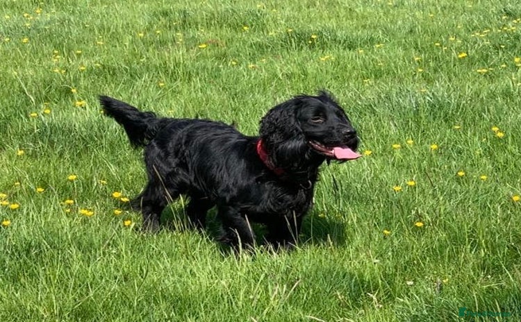 Cocker Spaniel dogs KC Cocker Spaniel stud - Advert 1