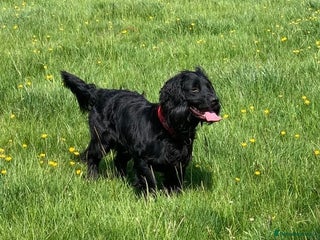 Cocker Spaniel dogs KC Cocker Spaniel stud - Advert 6