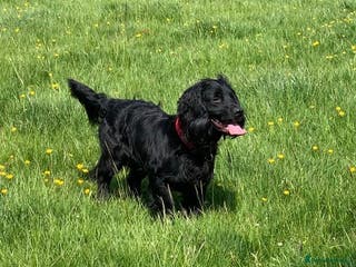 Cocker Spaniel dogs KC Cocker Spaniel stud - Advert 11