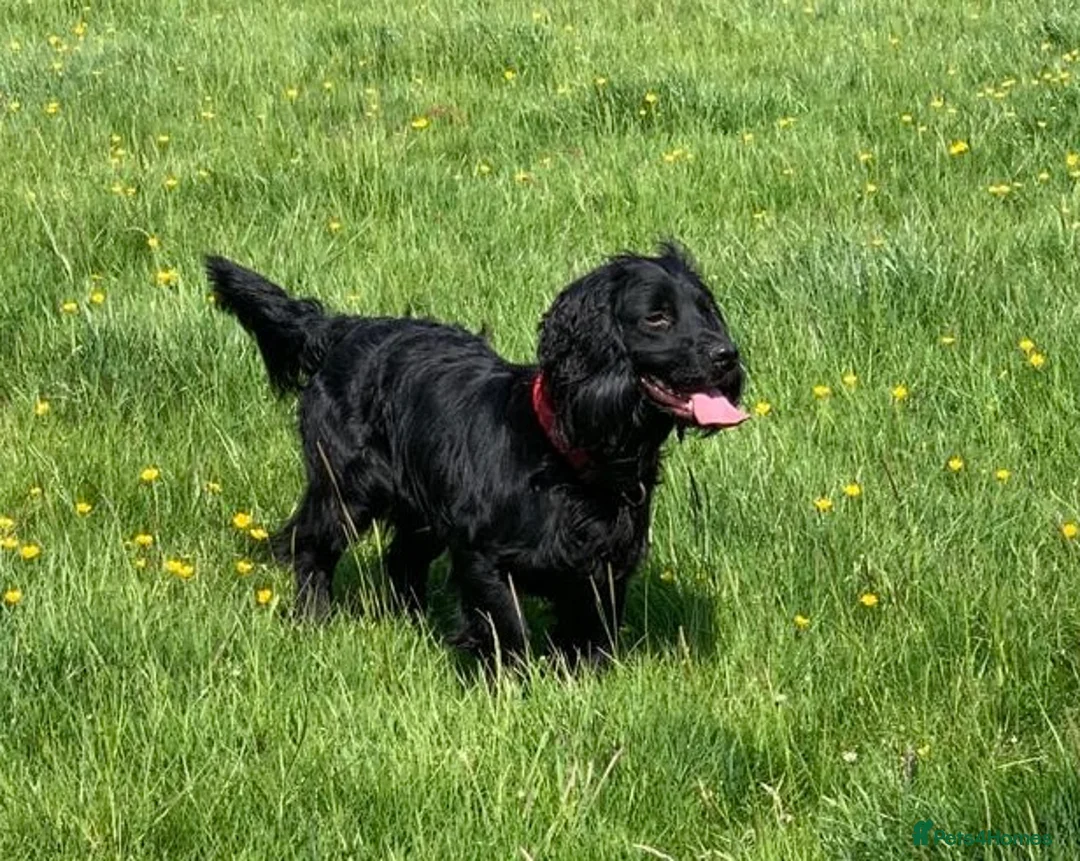 Cocker Spaniel dogs for stud: KC registered Cocker Spaniel stud - Advert 1