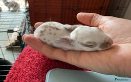 Rex rabbits for sale: Friendly velvety rex rabbits for sale - Image 7