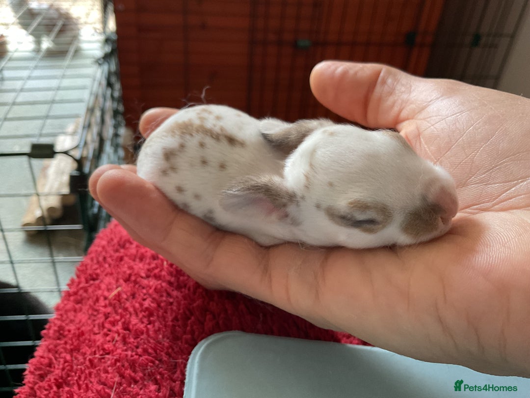 Rex rabbits for sale: Friendly velvety rex rabbits for sale - Image 7