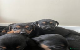 Mixed Breed dogs for sale: 7 Dachshund x jack russel puppies  - Image 3