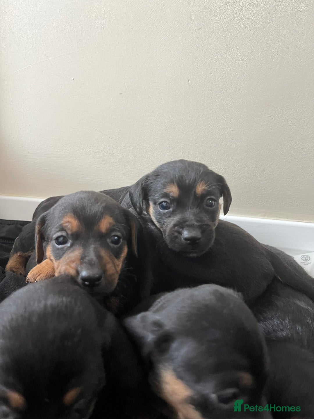 Mixed Breed dogs for sale: 7 Dachshund x jack russel puppies  - Image 3