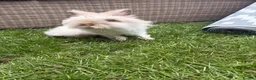 Lionhead rabbits for sale: Angora/lionhead rabbit  - Advert 3