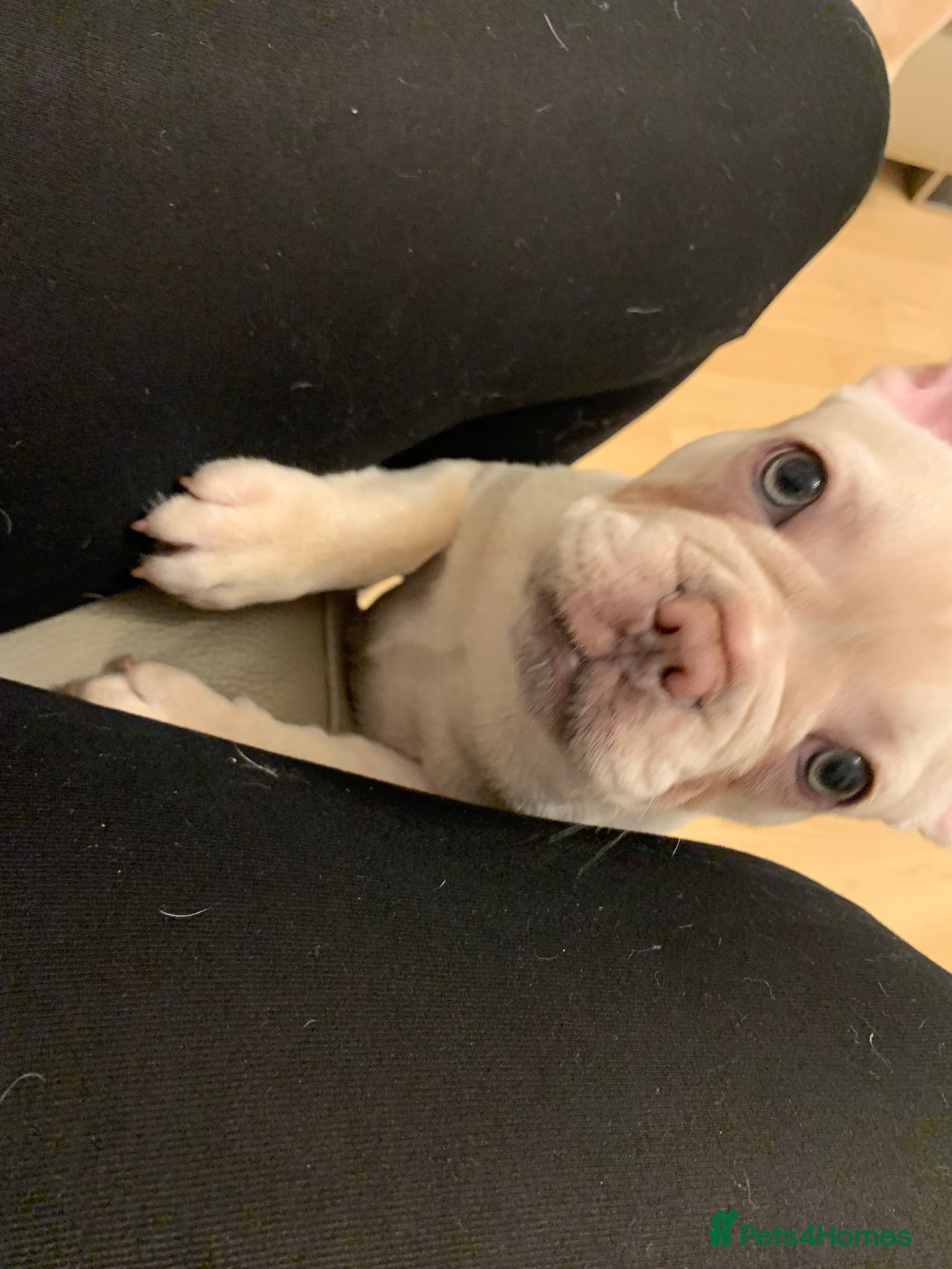 French Bulldog dogs for sale: 5 beautiful French bulldog puppies  - Advert 12