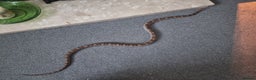 Corn Snake reptiles for sale: Corn snake for rehoming- 6 years old - Advert 5