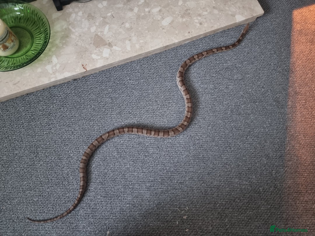Corn Snake reptiles for sale: Corn snake for rehoming- 6 years old - Image 5