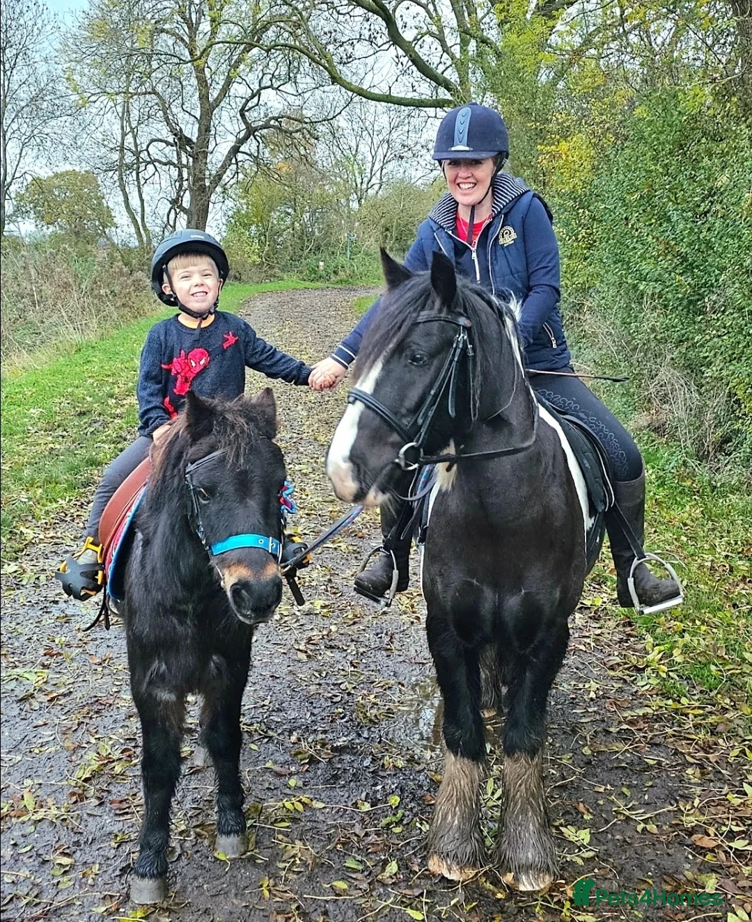 Irish Cob horses for sale: Light work/ companion pony very kind and gentle  - Advert 2