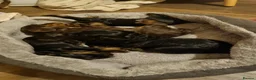 Cocker Spaniel dogs for sale: Gorgeous Cocker Spaniels - Advert 4