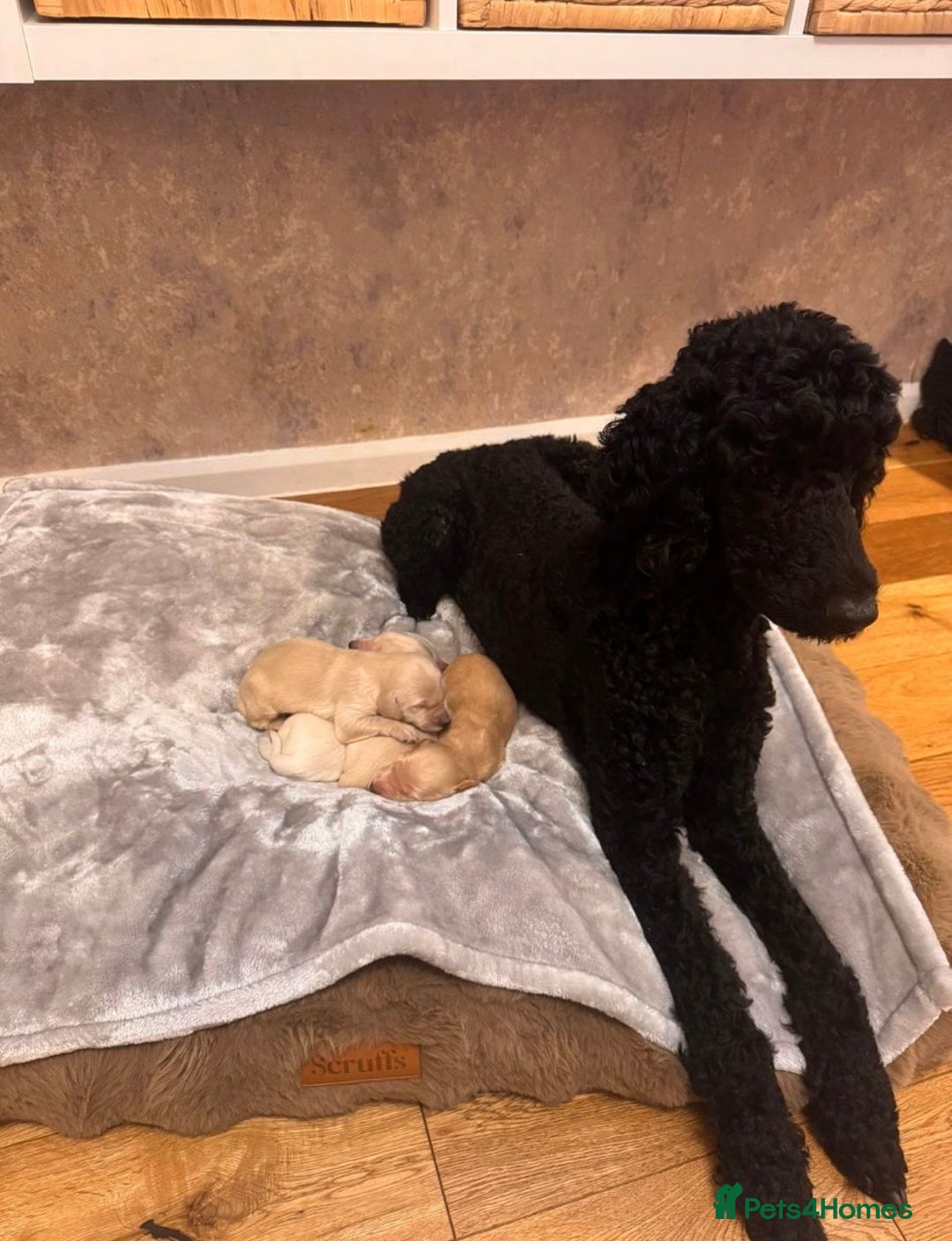 Goldendoodle dogs for sale: Goldendoodle Puppies - Advert 2
