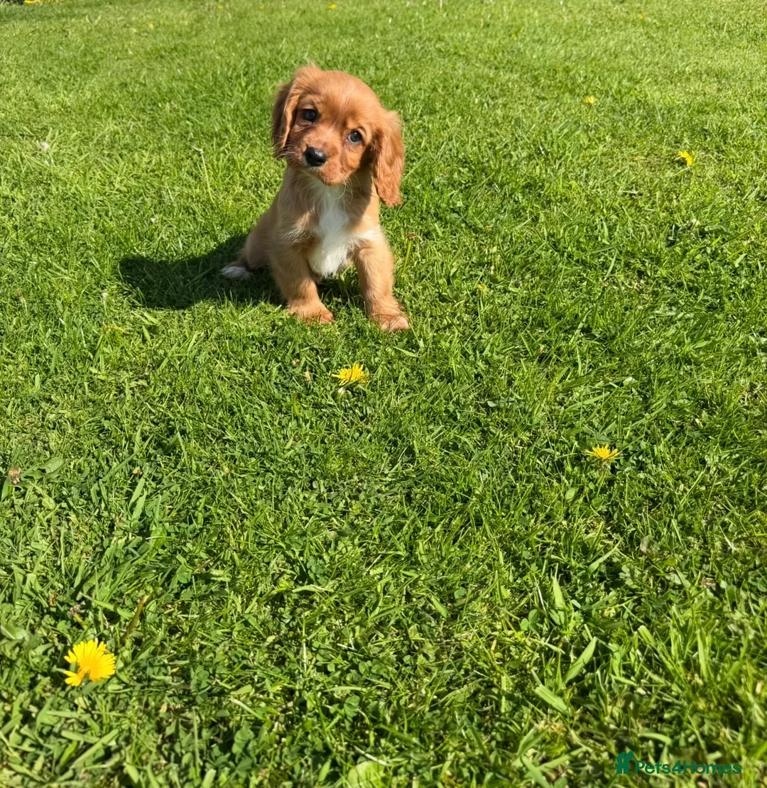 Cavalier King Charles Spaniel dogs for sale: Health tested cavalier King Charles  - Advert 2