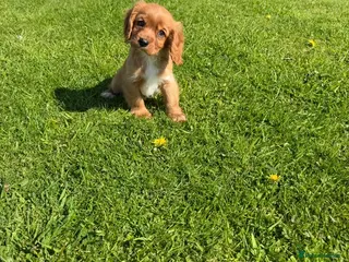 Cavalier King Charles Spaniel dogs Health tested cavalier King Charles - Advert 1