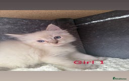 Ragdoll cats for sale: *STUNNING* litter of full ragdoll kittens  - Image 11
