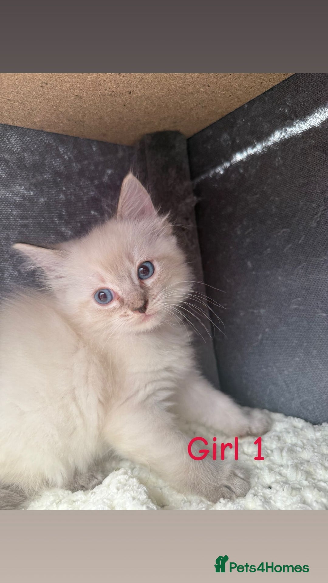 Ragdoll cats for sale: *STUNNING* litter of full ragdoll kittens  - Image 11
