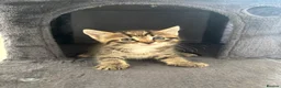 Mixed Breed cats for sale: Adorable Male & Female Kittens - Advert 8