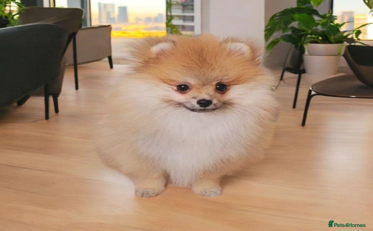 Pomeranian dogs - Advert 14