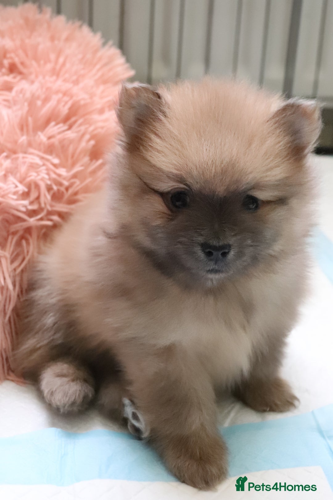 Pomeranian dogs for sale: Purebred Pomeranian Pups Raised with Love in LDN - Image 17