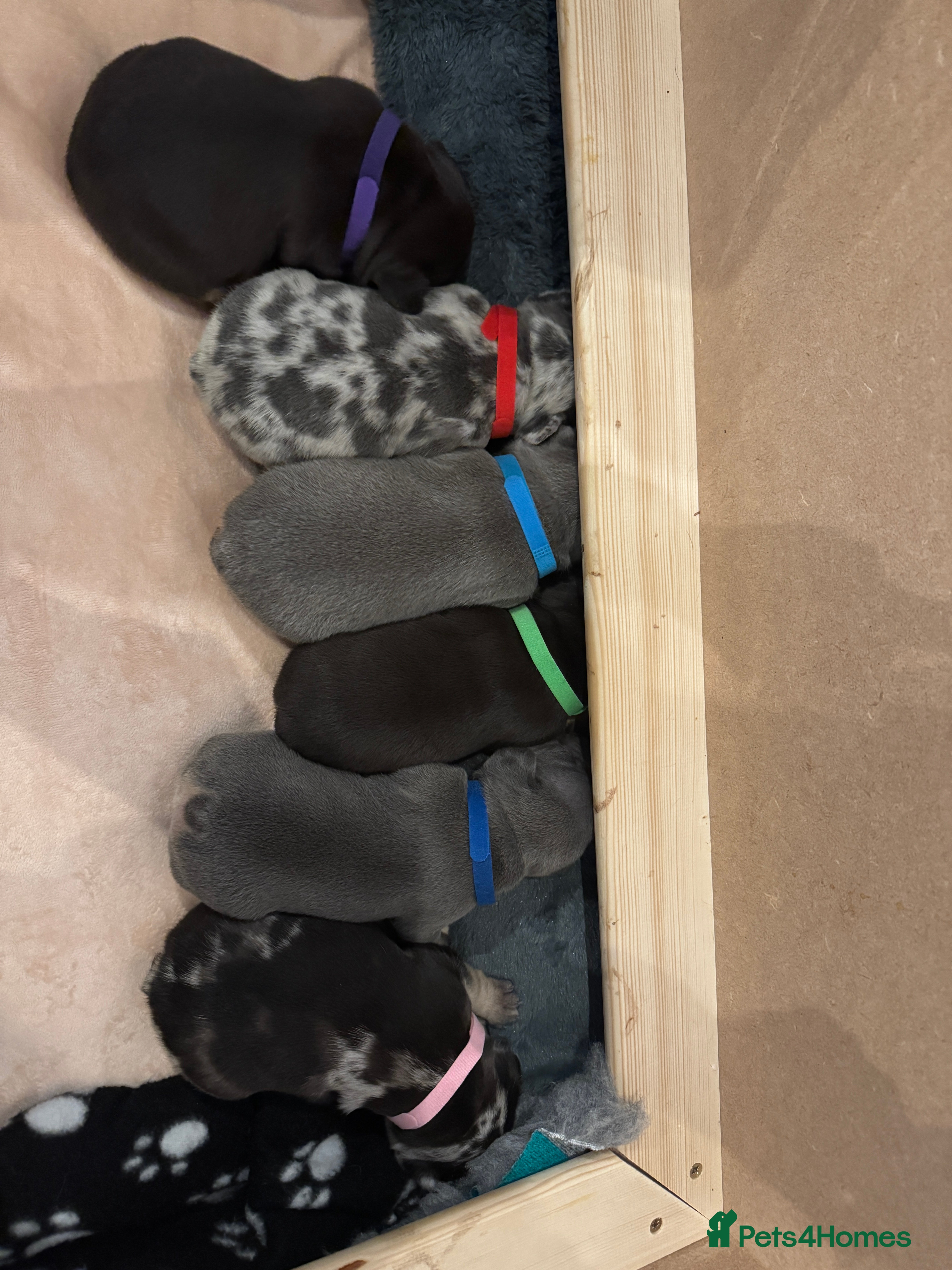French Bulldog dogs French bulldog puppies for sale  - Advert 4