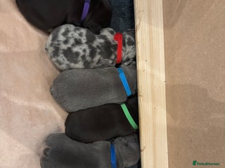 French Bulldog dogs French bulldog puppies for sale - Advert 11