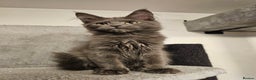 Maine Coon cats for sale: 🔥*STUNNING Litter of 6 Solid*💎*Blue Maine Coon💎 - Advert 20