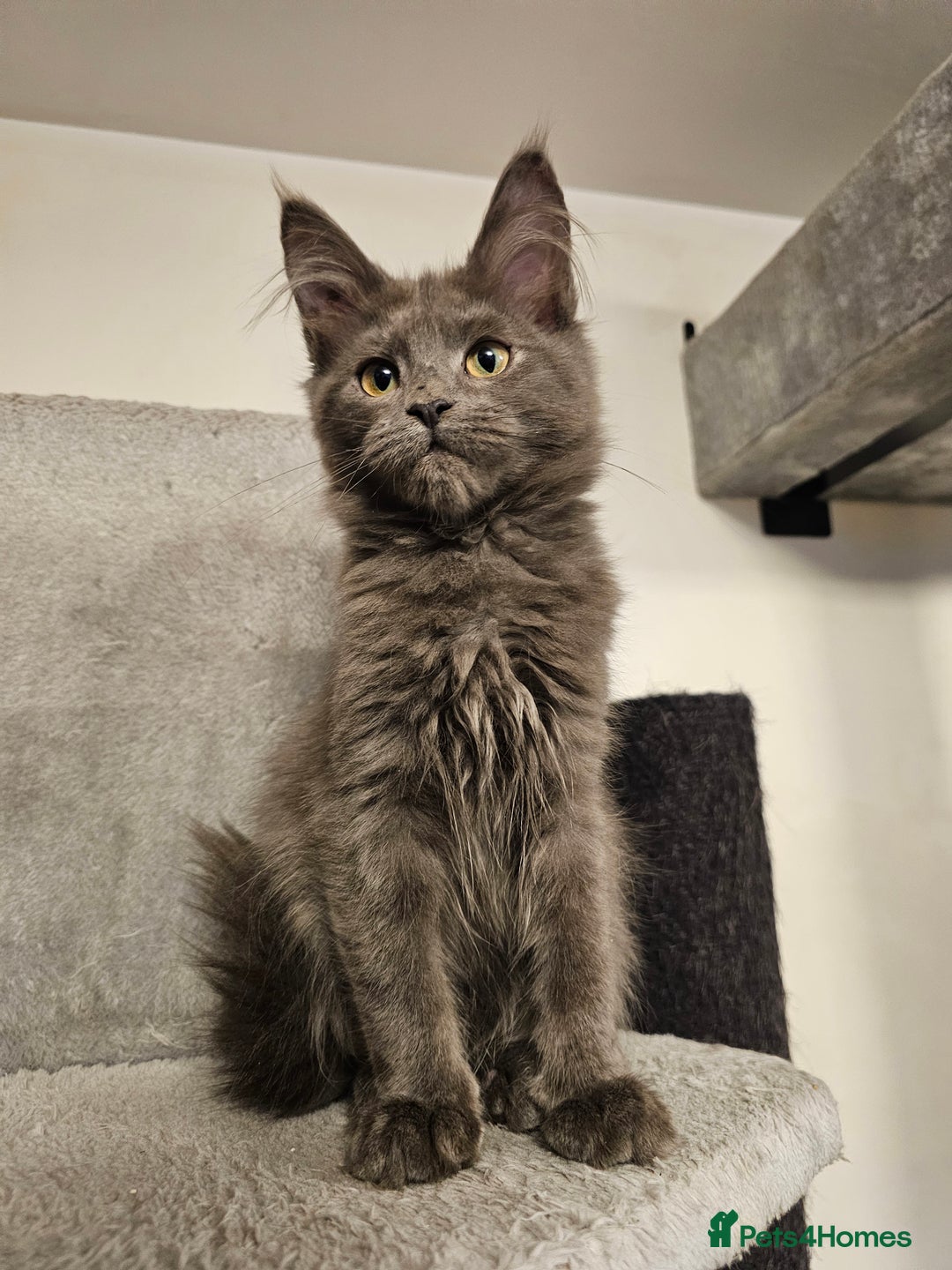 Maine Coon cats for sale: 🔥*STUNNING Litter of 6 Solid*💎*Blue Maine Coon💎 - Advert 20