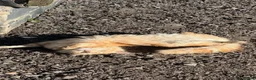 Mixed Breed cats for sale: 4 Adorable male kittens - Advert 14