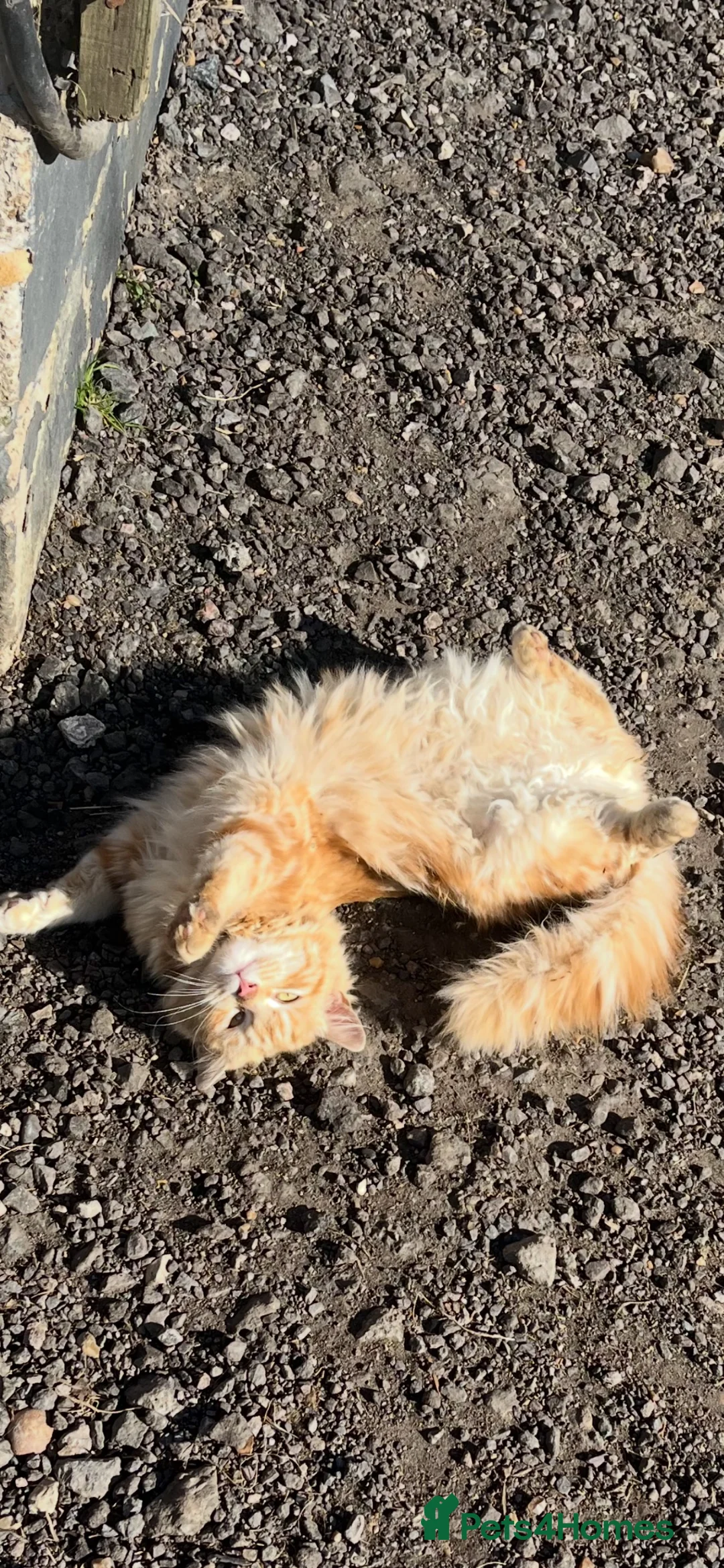 Mixed Breed cats for sale: 4 Adorable male kittens - Advert 14