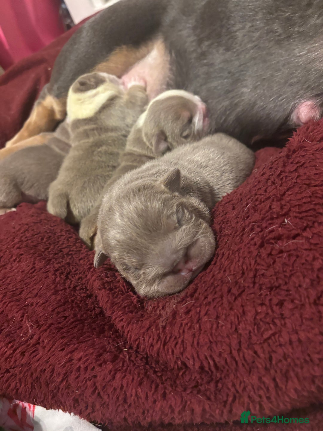 English Bulldog dogs for sale: 4 beautiful strong puppies - Advert 12