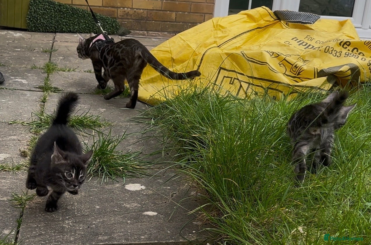 Bengal cats Exceptional kittens in silver, brown and charcoal - Advert 1