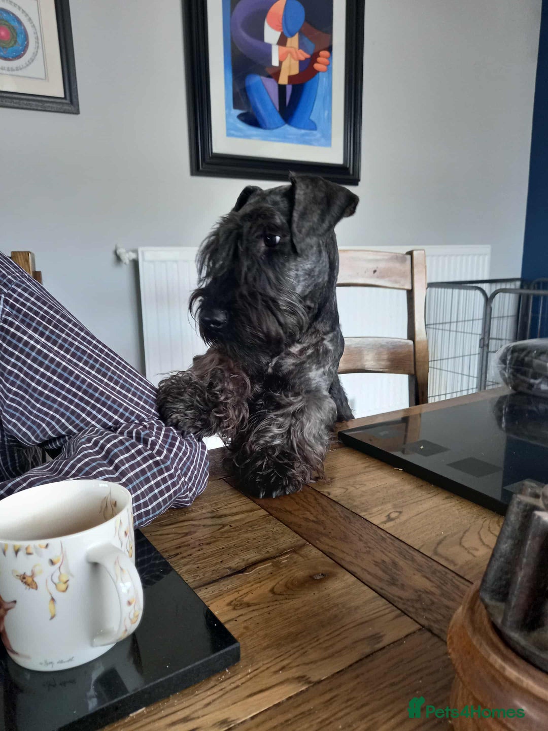 Cesky Terrier dogs for sale: CESKY TERRIER PUPPIES. advance notice - Advert 15