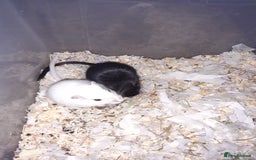 Gerbil rodents for sale: Super friendly gerbils from hobby breeder  - Image 29