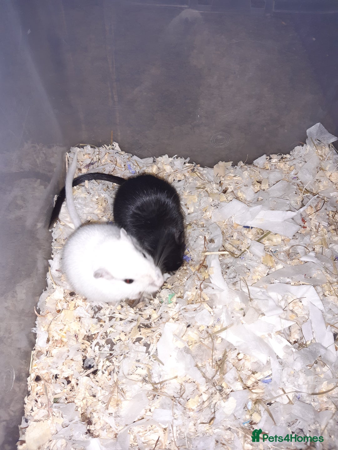 Gerbil rodents for sale: Super friendly gerbils from hobby breeder  - Image 29