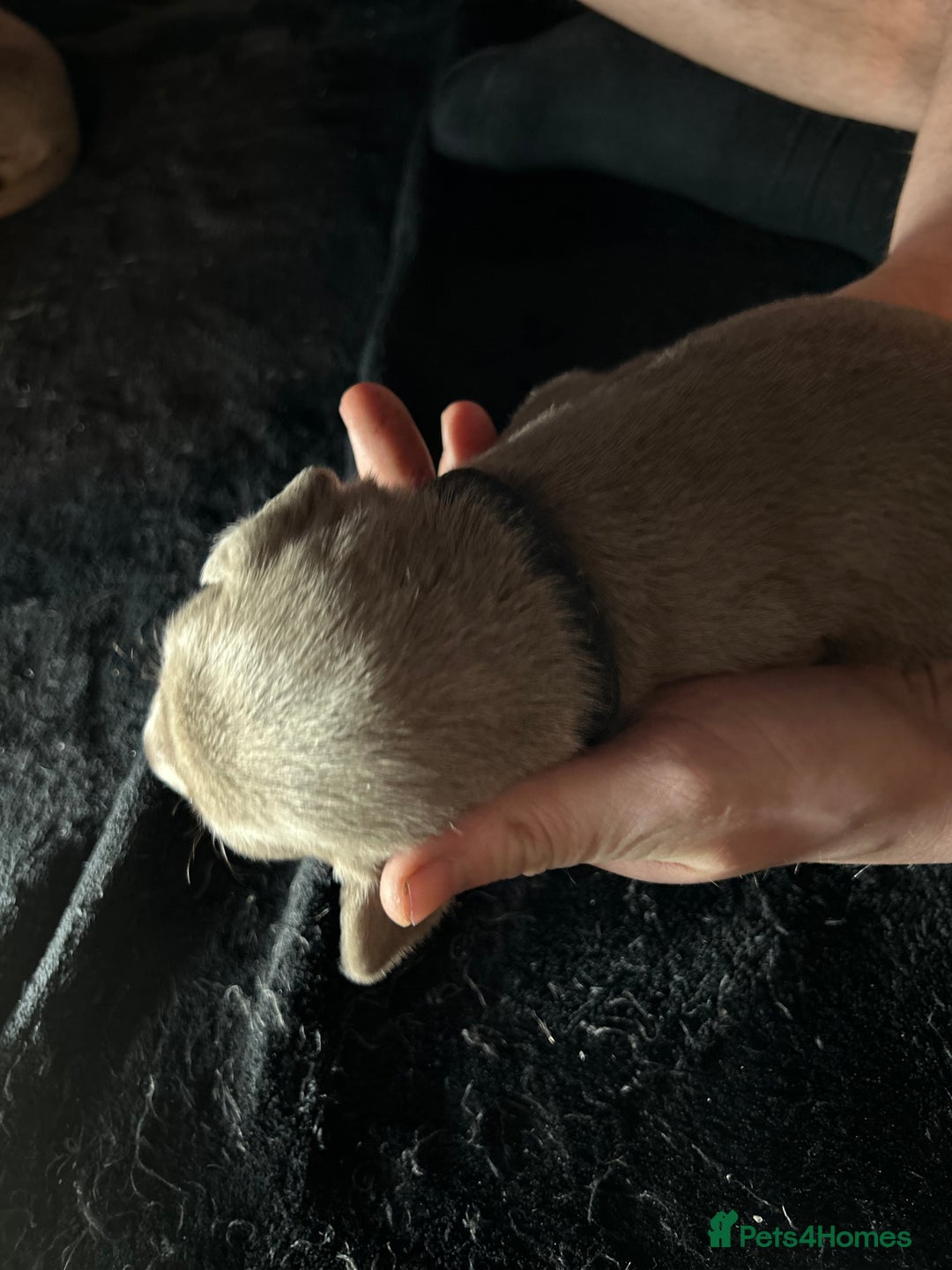 Mixed Breed dogs for sale: Staffadors staffy x labs  - Advert 18