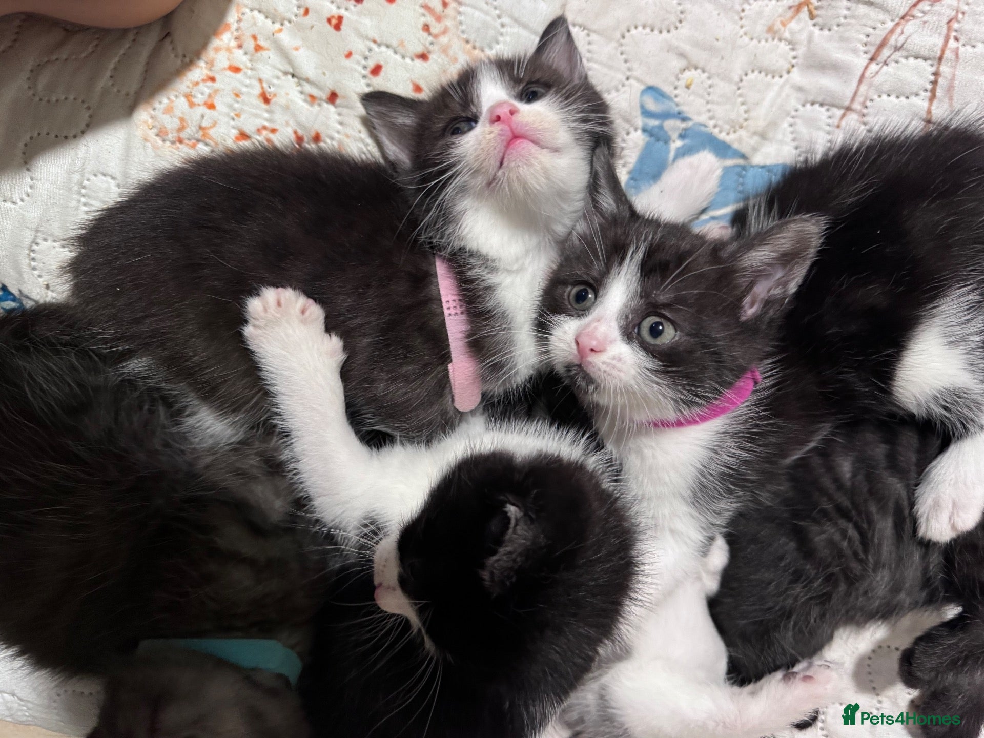 Mixed Breed cats 1 female BBSH x mixed kitten ready today!   - Advert 10