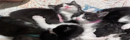 Mixed Breed cats for sale: 5 BBSH x mixed kittens black white grey - Advert 6