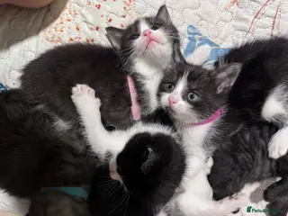 Mixed Breed cats 1 female BBSH x mixed kitten ready today! - Advert 10