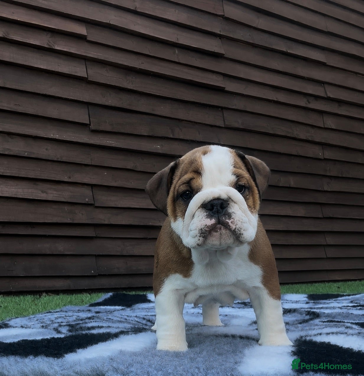 English Bulldog dogs MULTI CH sired english bulldog puppies - Advert 2