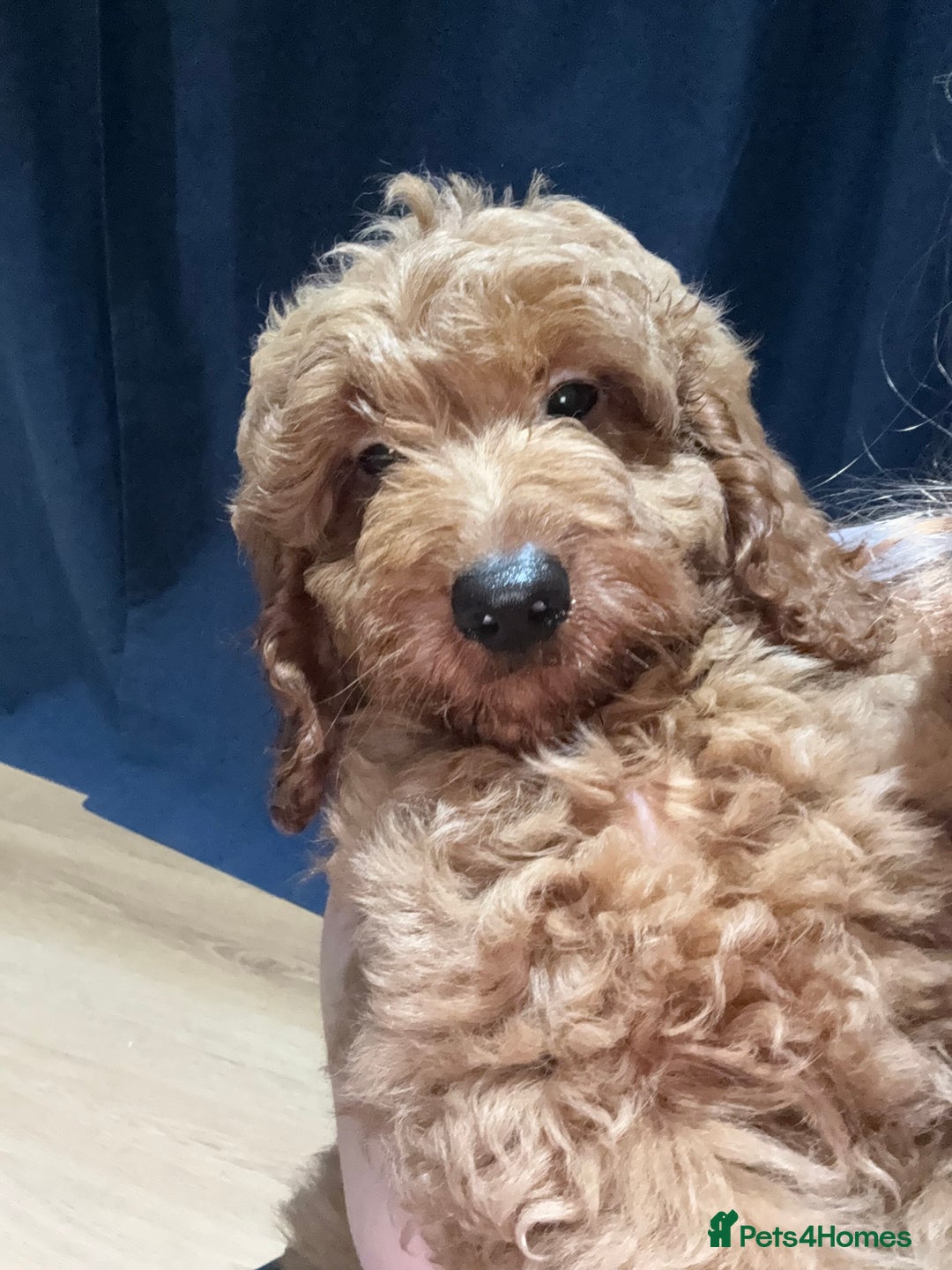 Mini Goldendoodle dogs for sale: Miniature golden doodles ready now - Advert 2