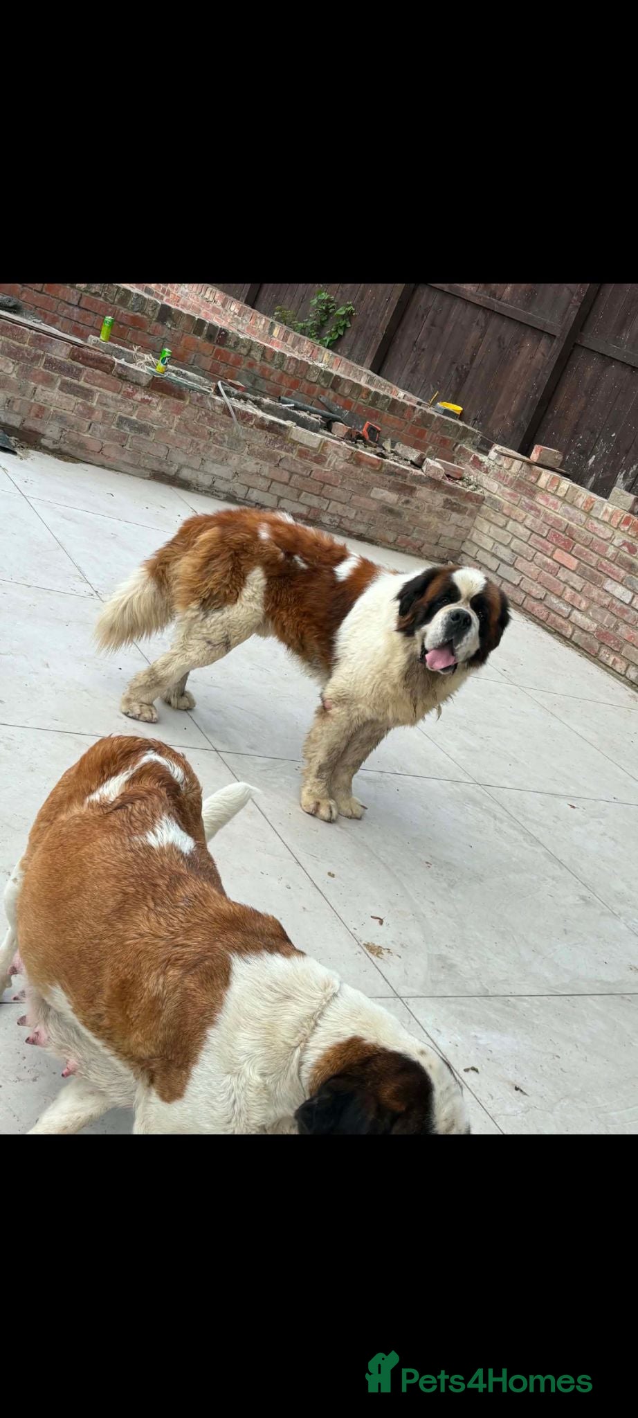 Saint Bernard dogs Beautiful saint Bernard litter  - Advert 10