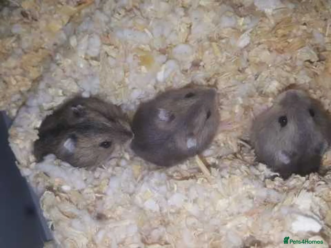 Hamster rodents for sale: Dwarf hamsters for sale 🙂 - Advert 6