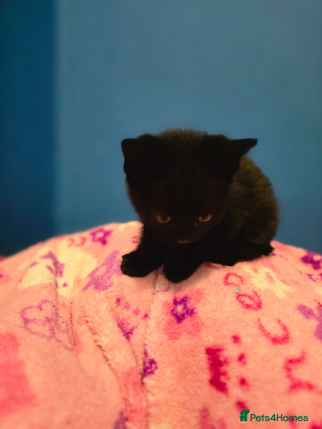 Mixed Breed cats for sale: Kittens - Image 11