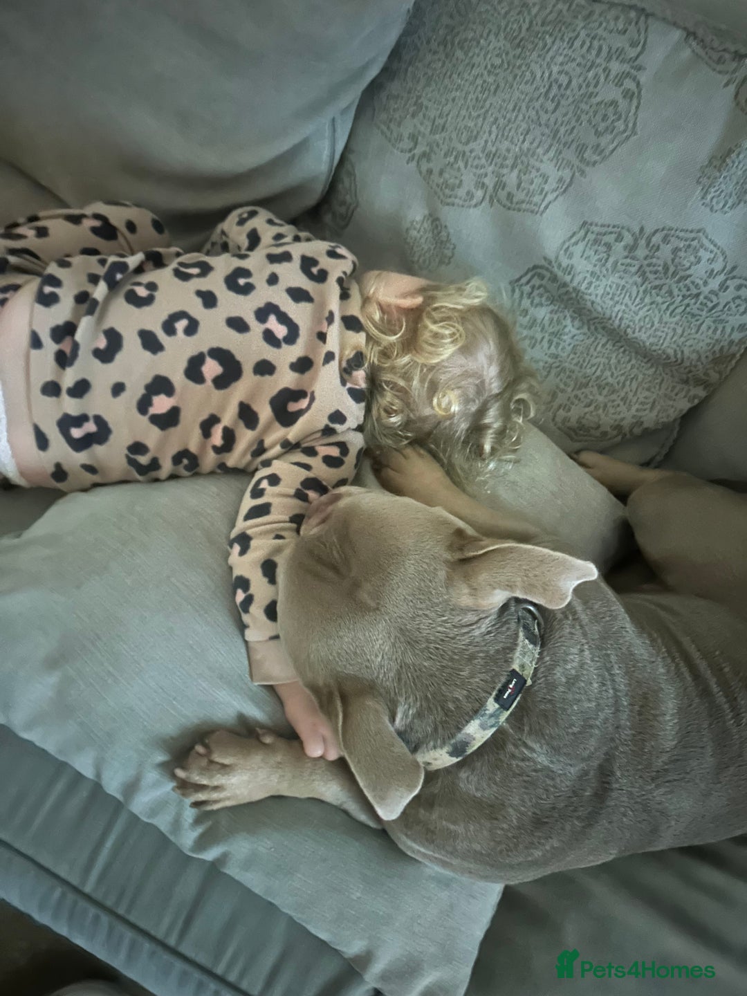 American Bully dogs for sale: Exotic Bully pup - Advert 2